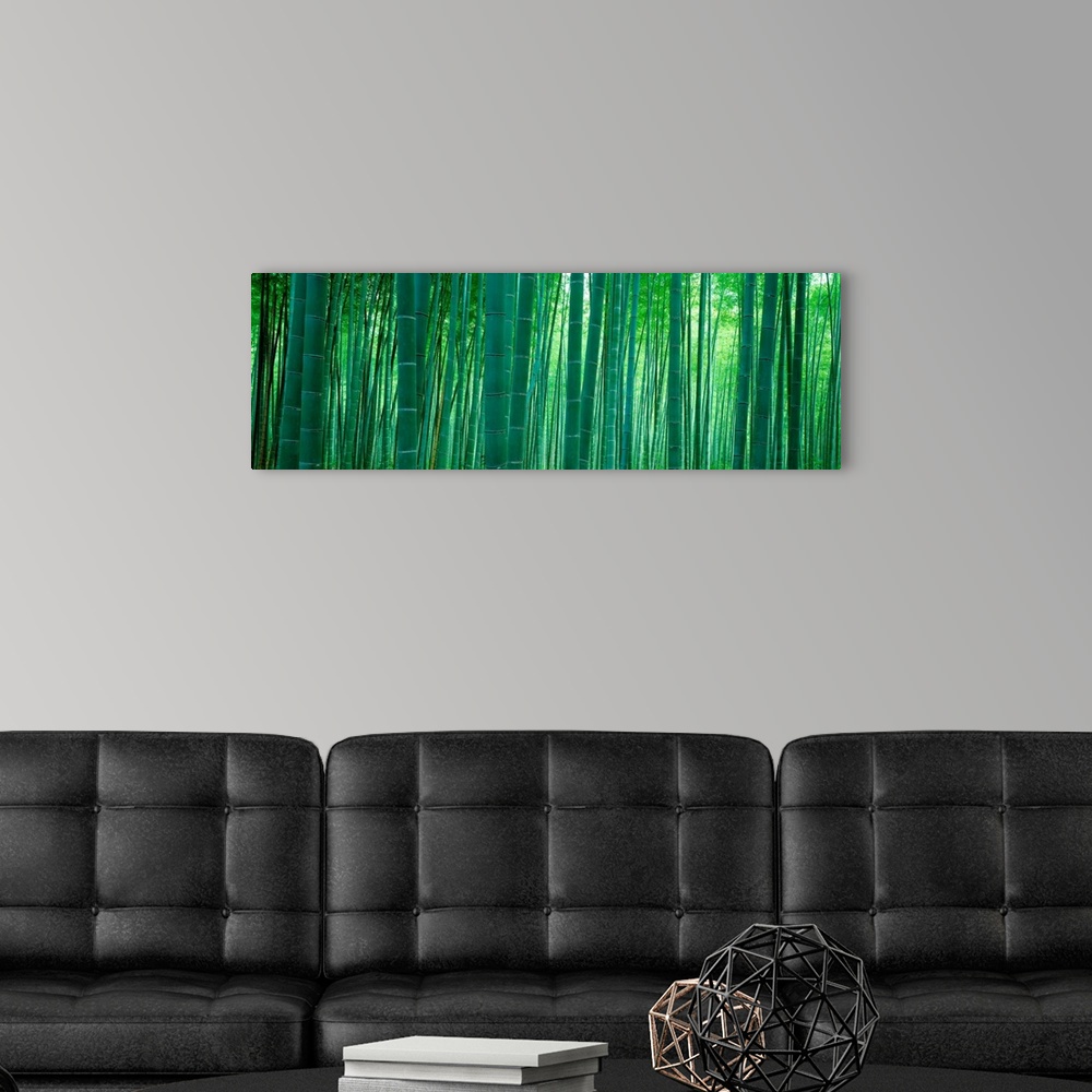 A modern room featuring Panoramic wall art of vertical stalks of bamboo in a shaded forest.
