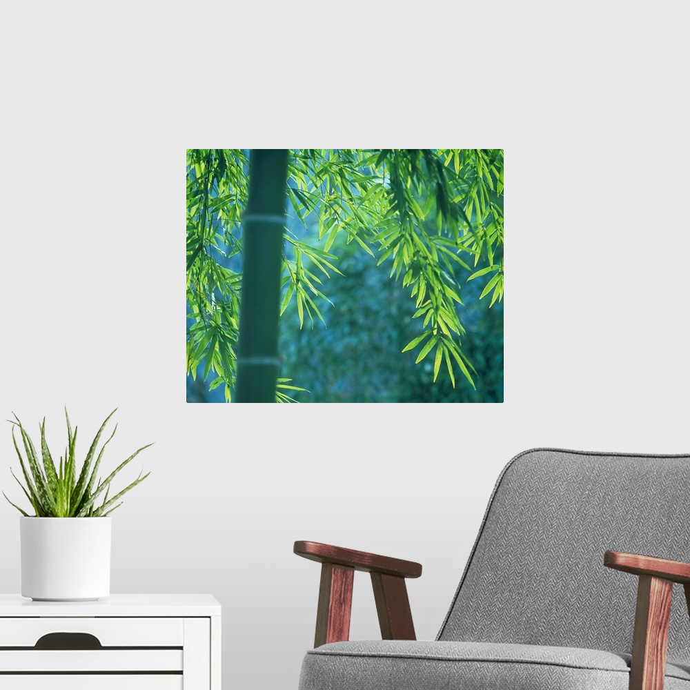 A modern room featuring A single, out of focus bamboo stalk sticks up as in focus bamboo leaves shine in the sun in the b...