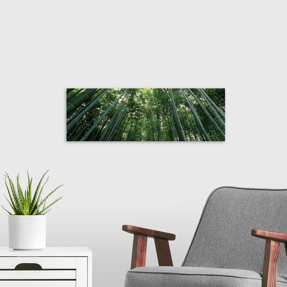 A modern room featuring Panoramic photograph of Asian forest with tall bare trees mixed in with leaf filled trees.