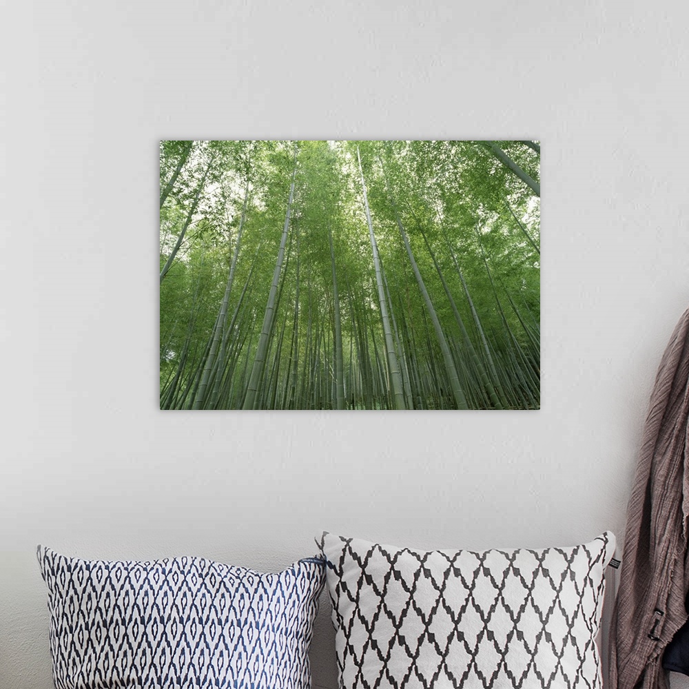 A bohemian room featuring Big, horizontal, low angle photograph of a dense forest of tall bamboo trees in Fukuoka, Kyushu, ...