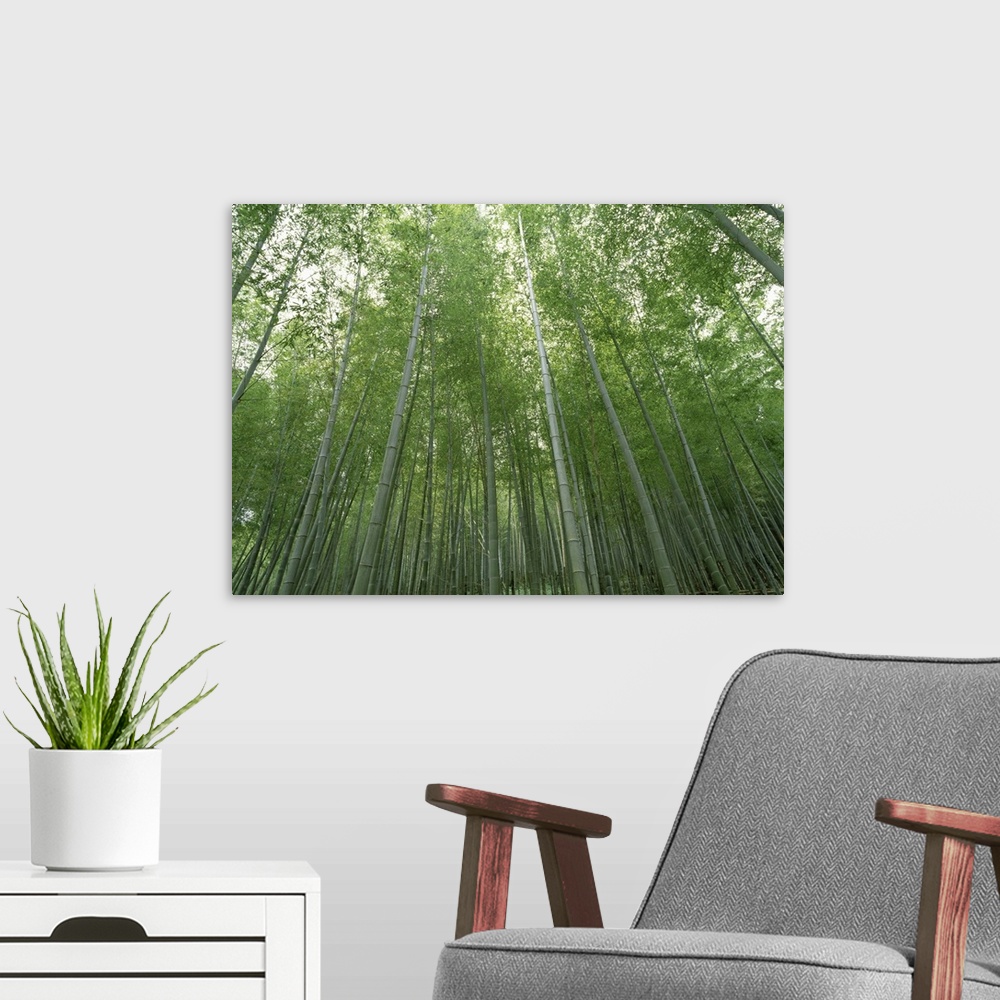 A modern room featuring Big, horizontal, low angle photograph of a dense forest of tall bamboo trees in Fukuoka, Kyushu, ...