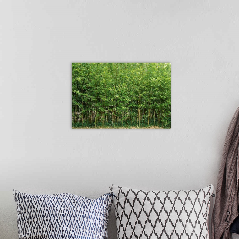 A bohemian room featuring Horizontal photograph on a big canvas of a dense forest of green bamboo trees in Fukuoka, Kyushu,...