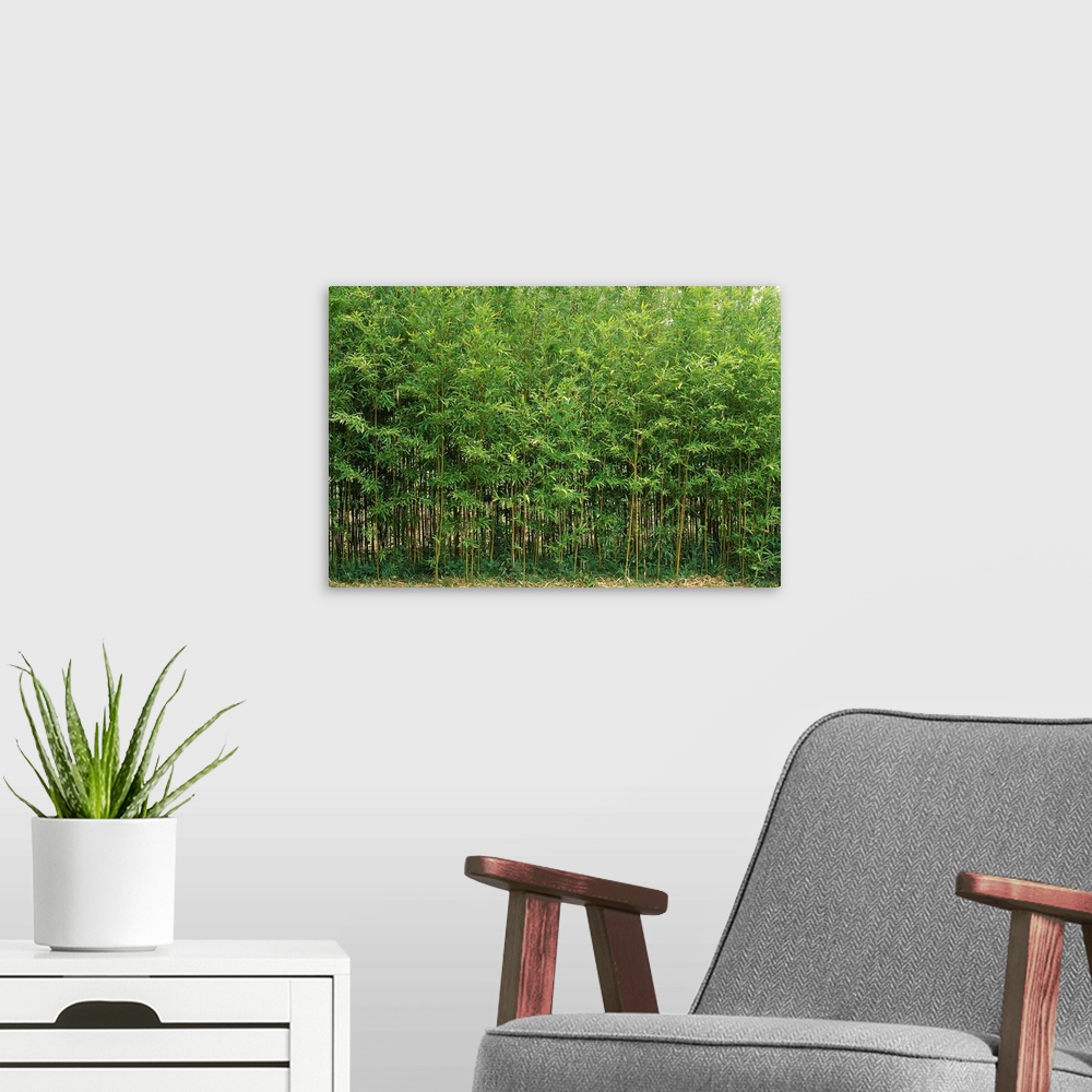 A modern room featuring Horizontal photograph on a big canvas of a dense forest of green bamboo trees in Fukuoka, Kyushu,...