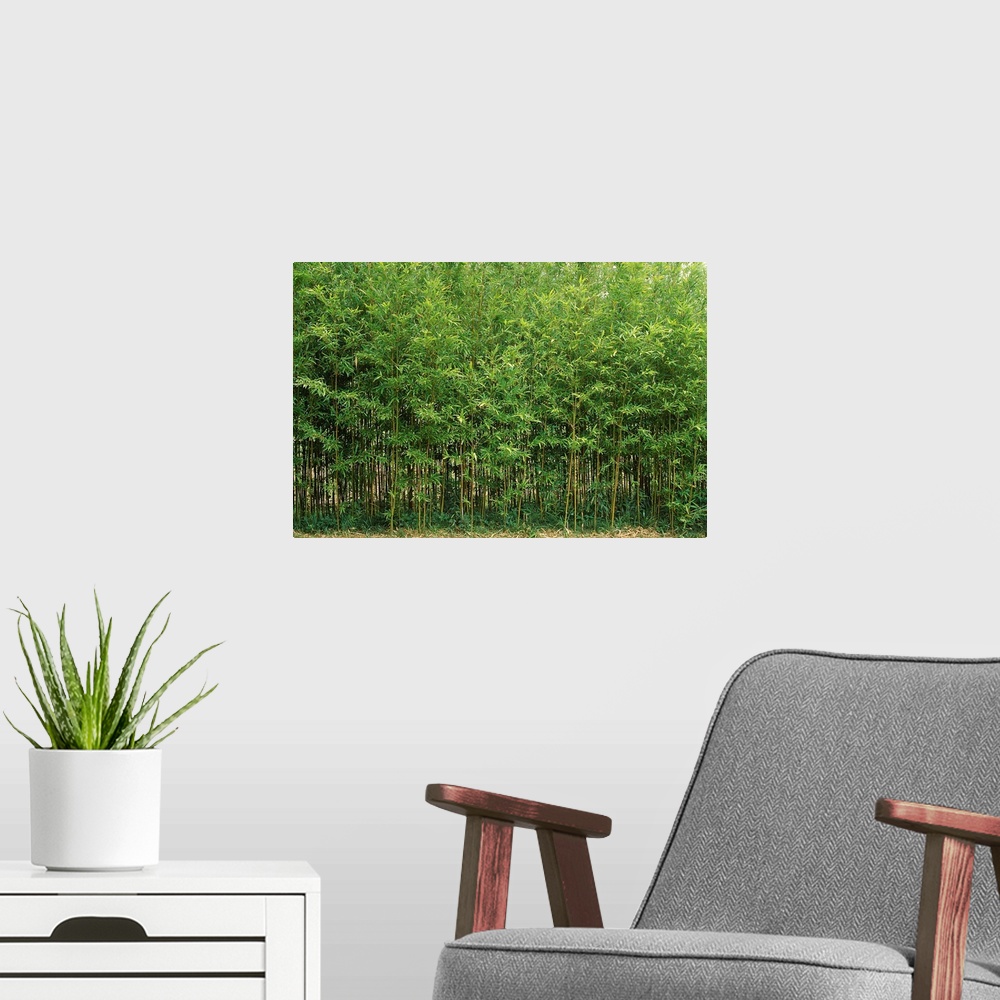 A modern room featuring Horizontal photograph on a big canvas of a dense forest of green bamboo trees in Fukuoka, Kyushu,...