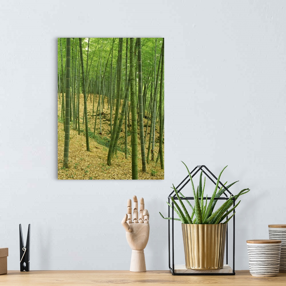 A bohemian room featuring Bamboo trees in a forest, Fukuoka, Kyushu, Japan