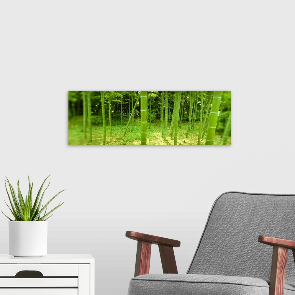 A modern room featuring Fish-eye photo of stalks of green bamboo in a Japanese forest.