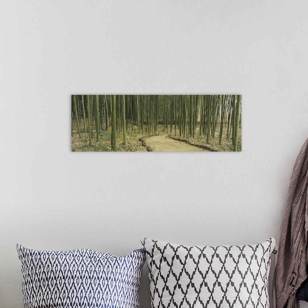 A bohemian room featuring Panoramic image of a forest of bamboo along a trail in Kyoto, Japan.