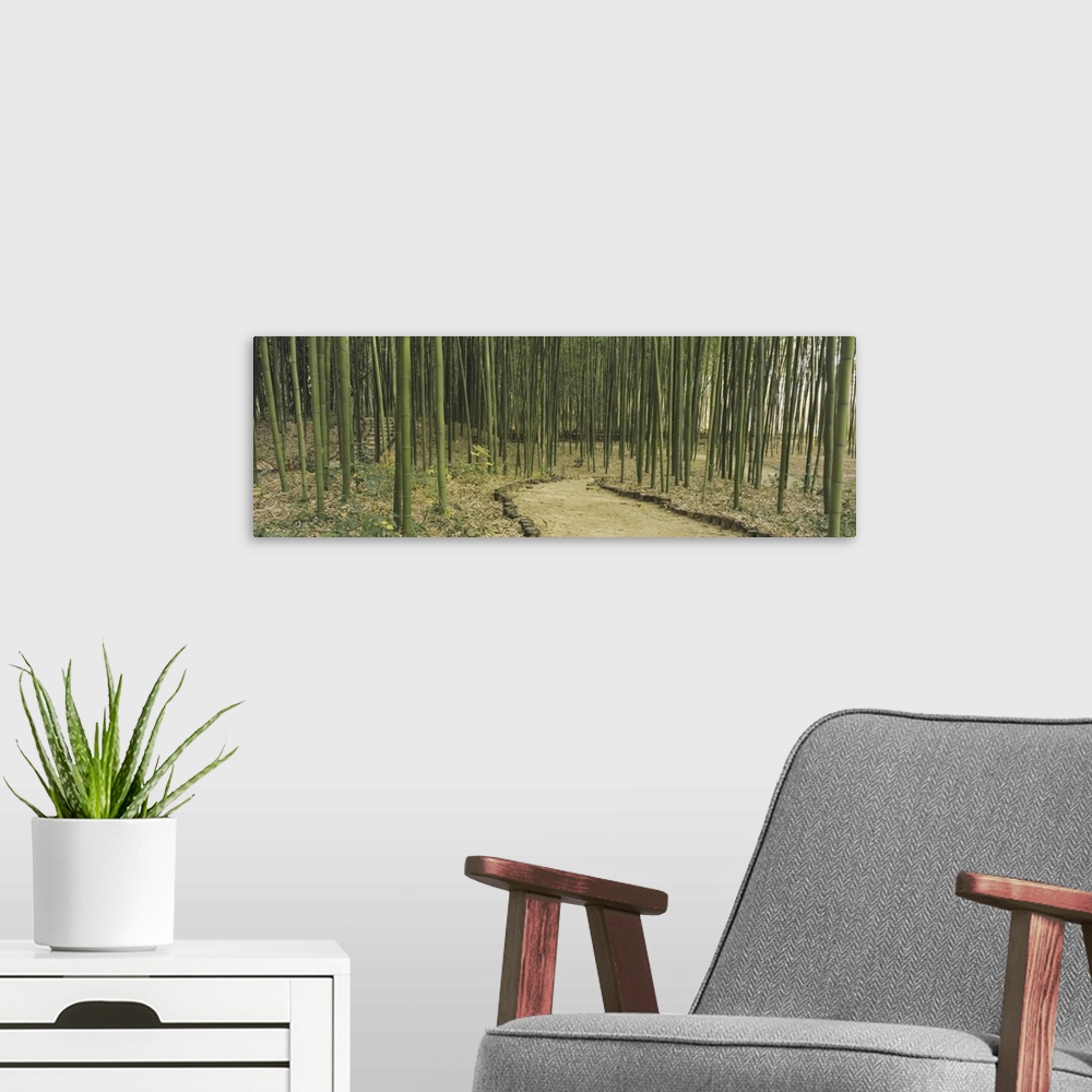 A modern room featuring Panoramic image of a forest of bamboo along a trail in Kyoto, Japan.