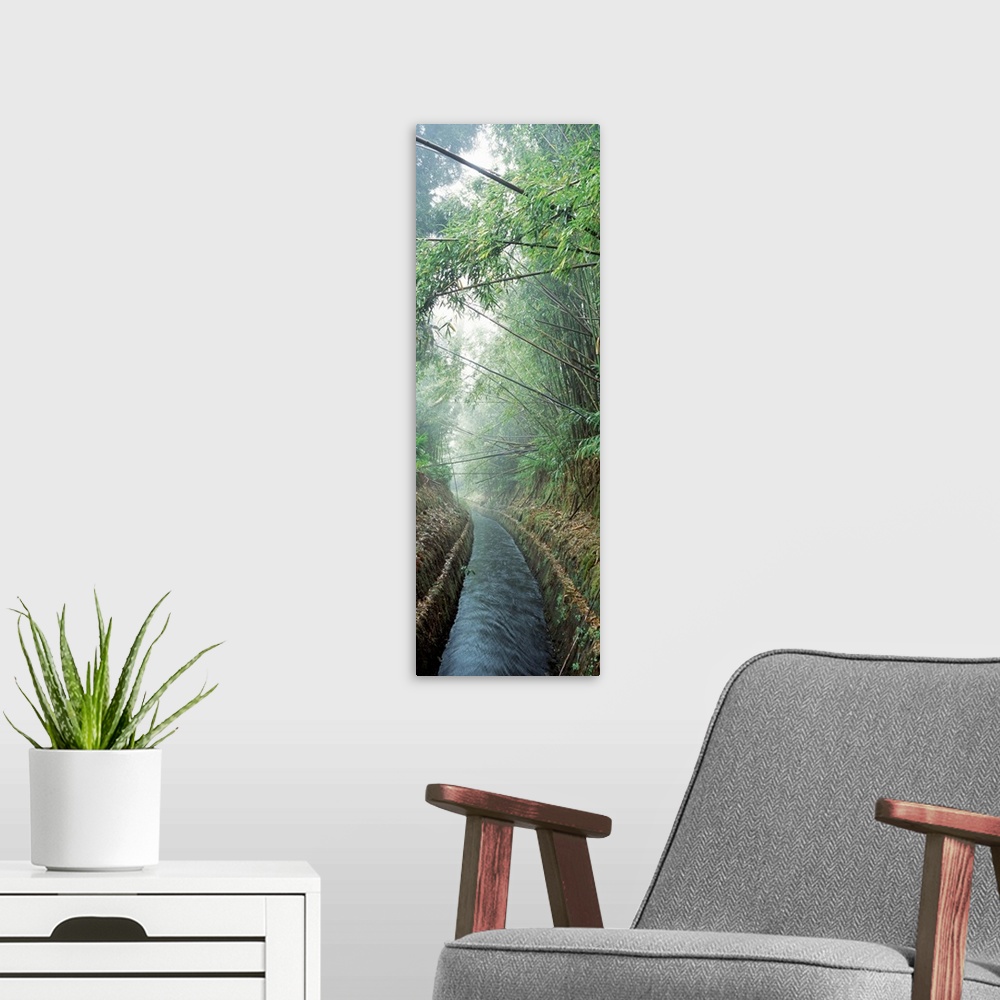 A modern room featuring A small canal passes through a misty bamboo forest on a Hawaiian island in this vertical photogra...