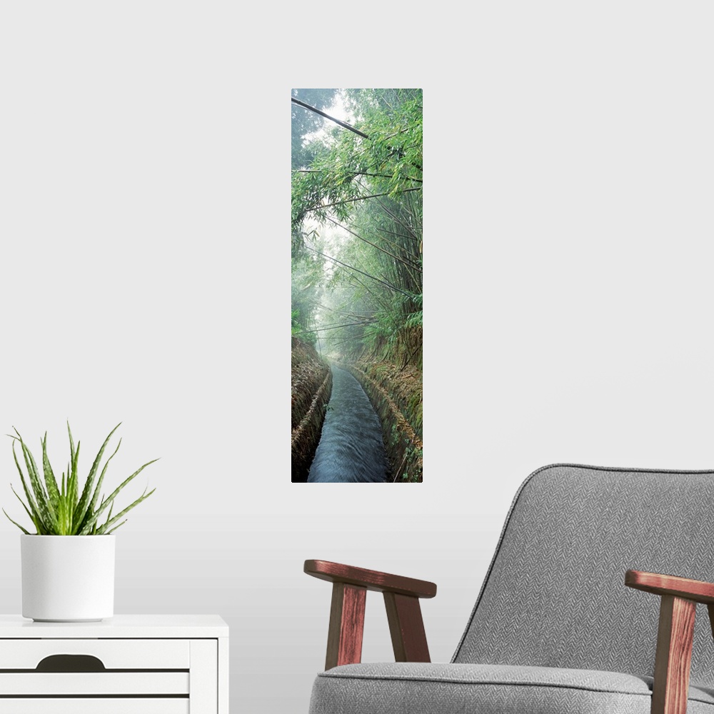 A modern room featuring A small canal passes through a misty bamboo forest on a Hawaiian island in this vertical photogra...