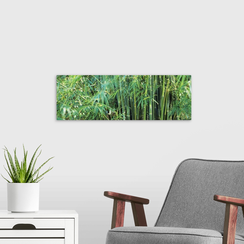 A modern room featuring Bamboos in a forest