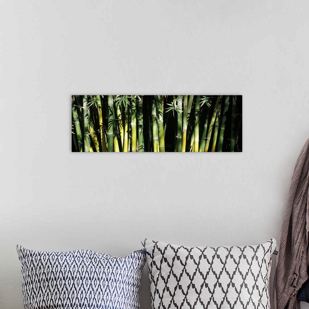 A bohemian room featuring Panoramic photograph of shaded trees and leaves.