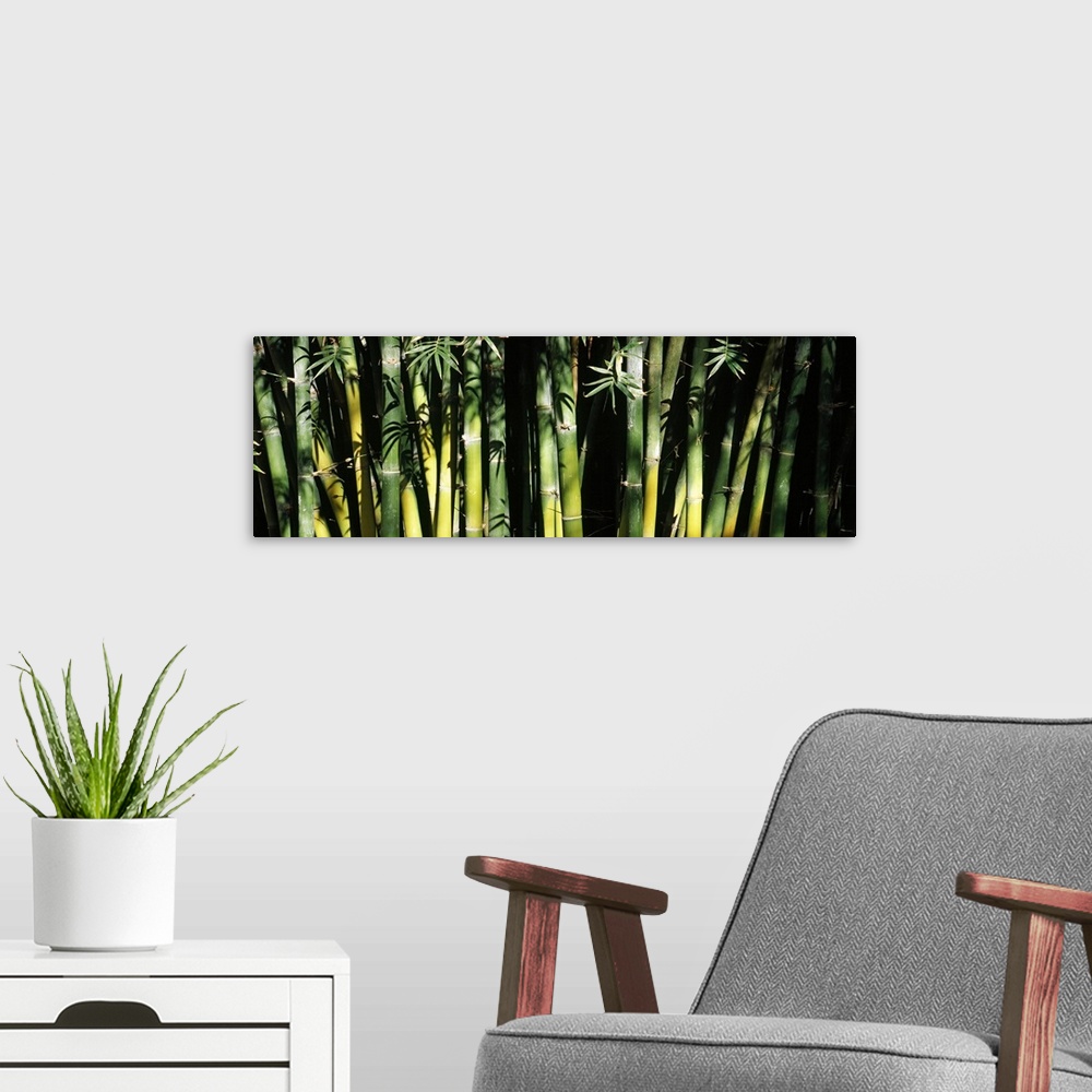 A modern room featuring Panoramic photograph of shaded trees and leaves.