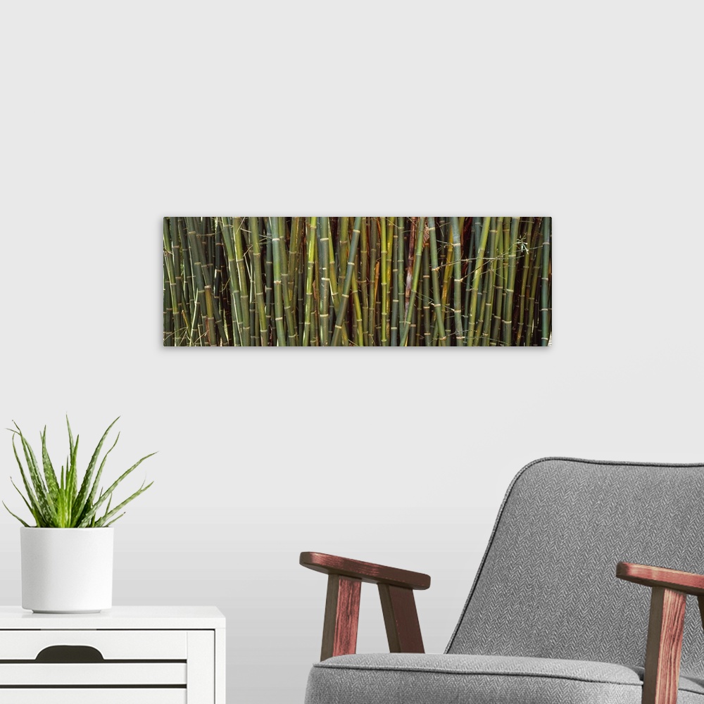 A modern room featuring Long image of bamboo printed onto canvas.