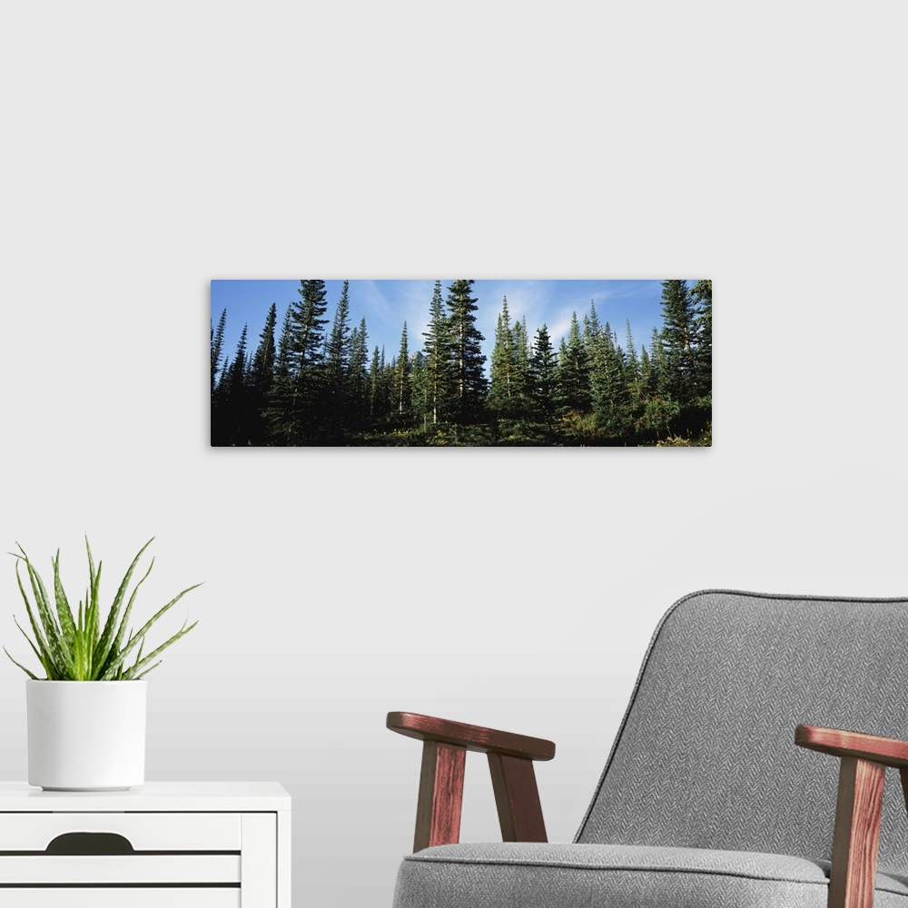 A modern room featuring Banff Pine Trees, Alberta, Canada