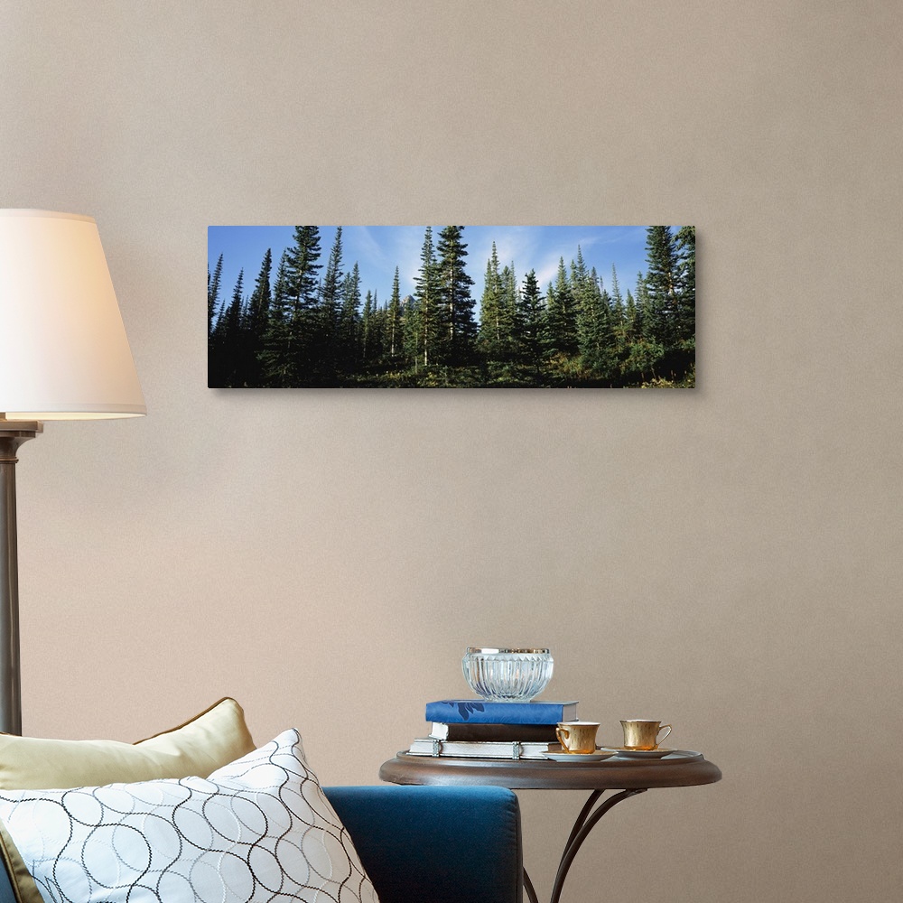 A traditional room featuring Banff Pine Trees, Alberta, Canada