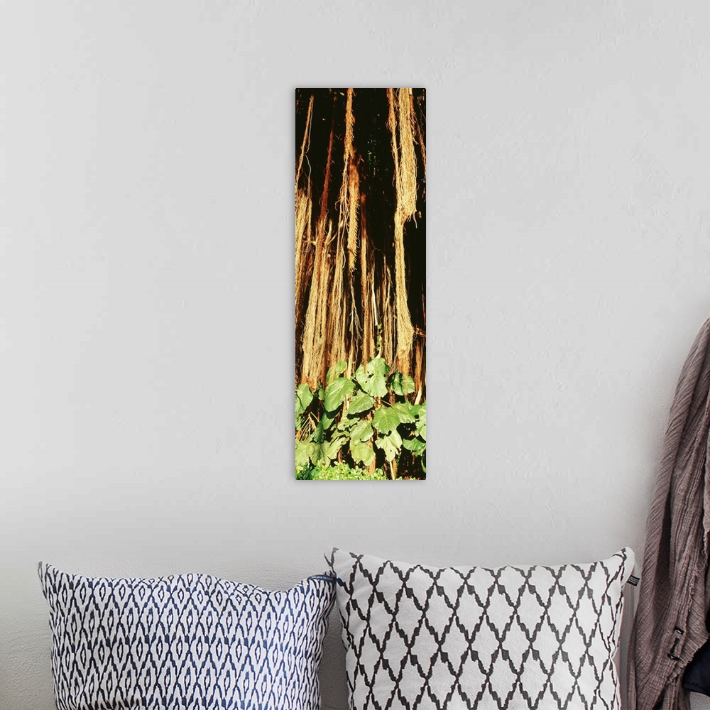 A bohemian room featuring Banyan Tree HI