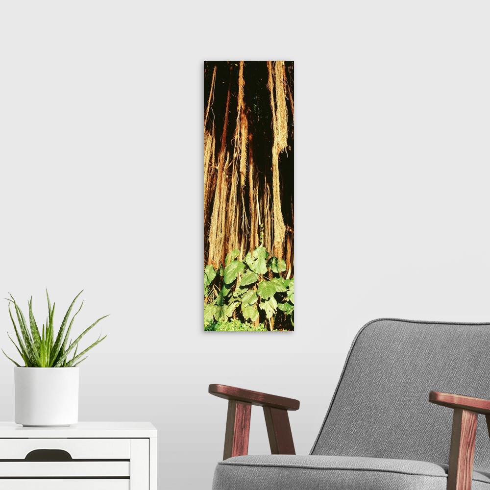 A modern room featuring Banyan Tree HI