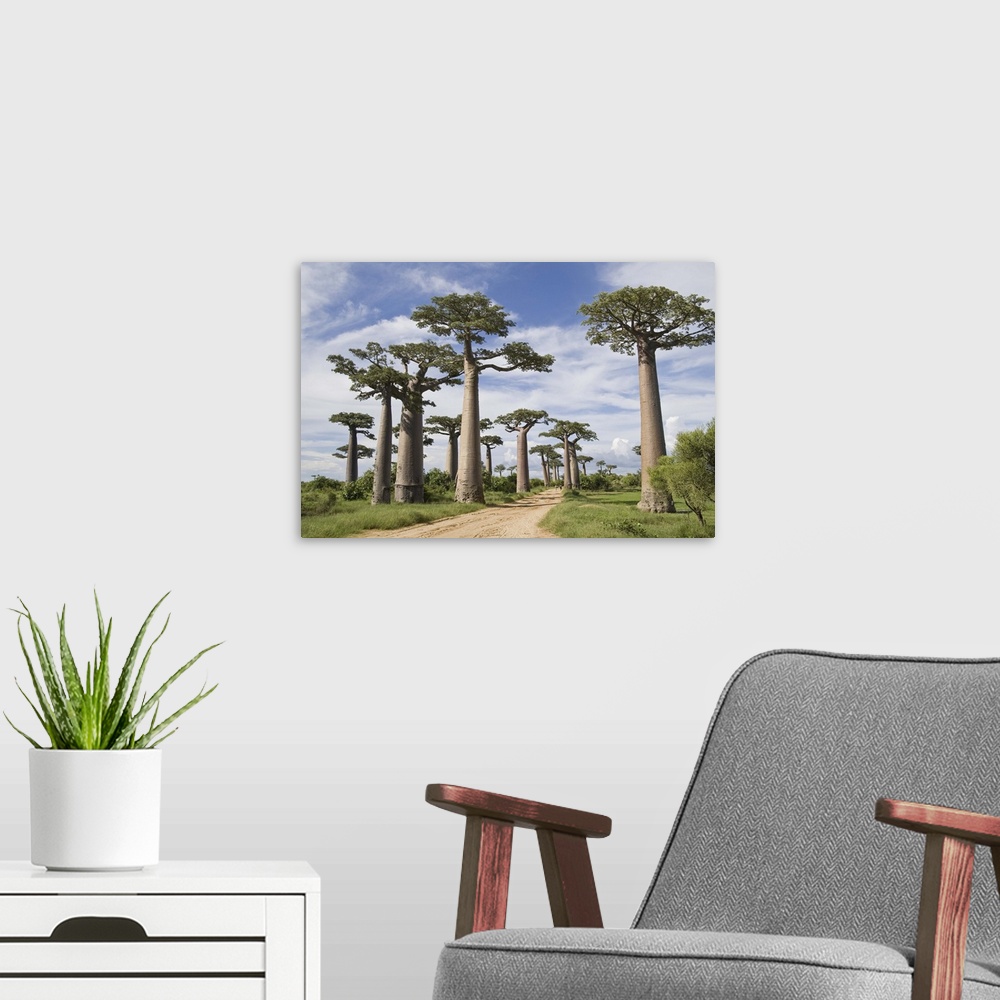 A modern room featuring Baobab trees along a dirt road, Avenue of the Baobabs, Morondava, Madagascar