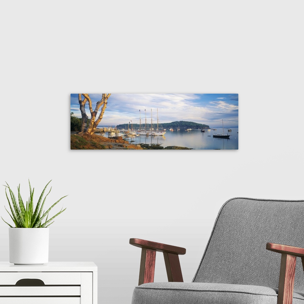 A modern room featuring Giant horizontal photograph of a large tree near the shore, overlooking many boats in the waters ...