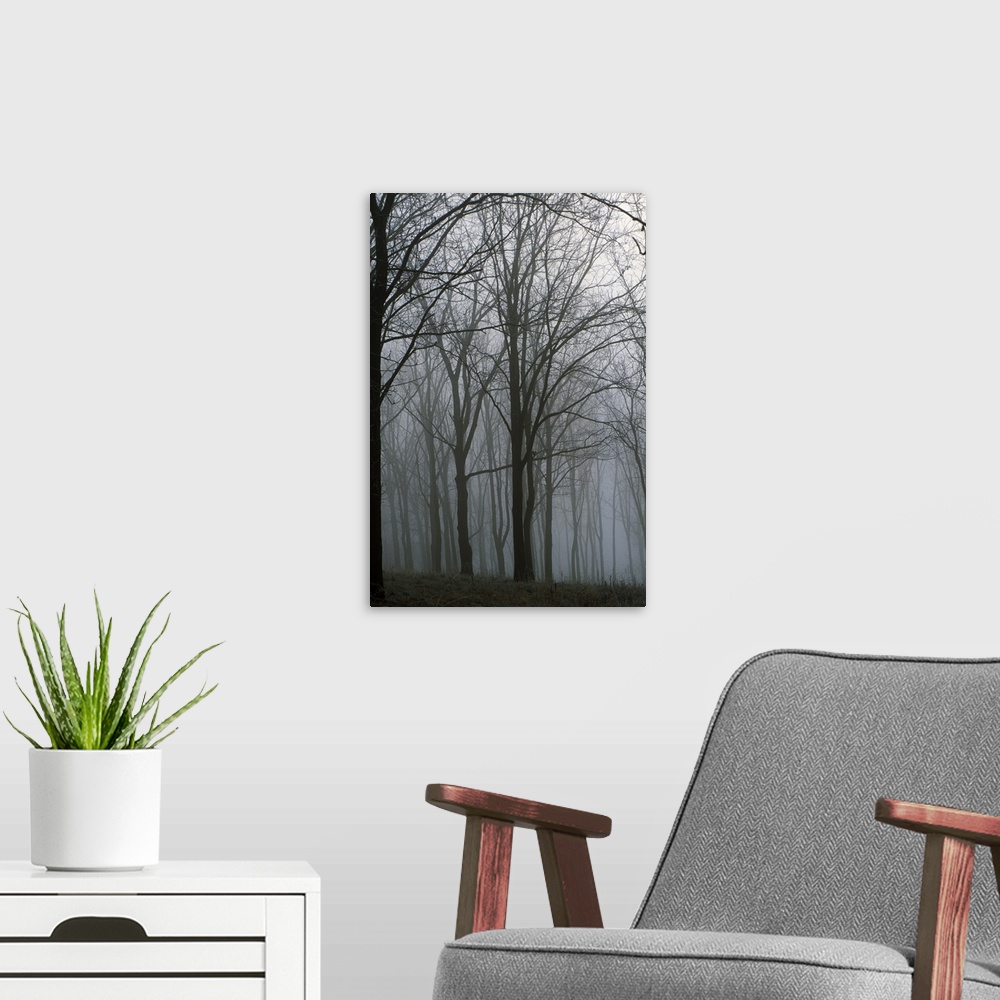 A modern room featuring Bare trees in misty forest, Finger Lakes Region, New York