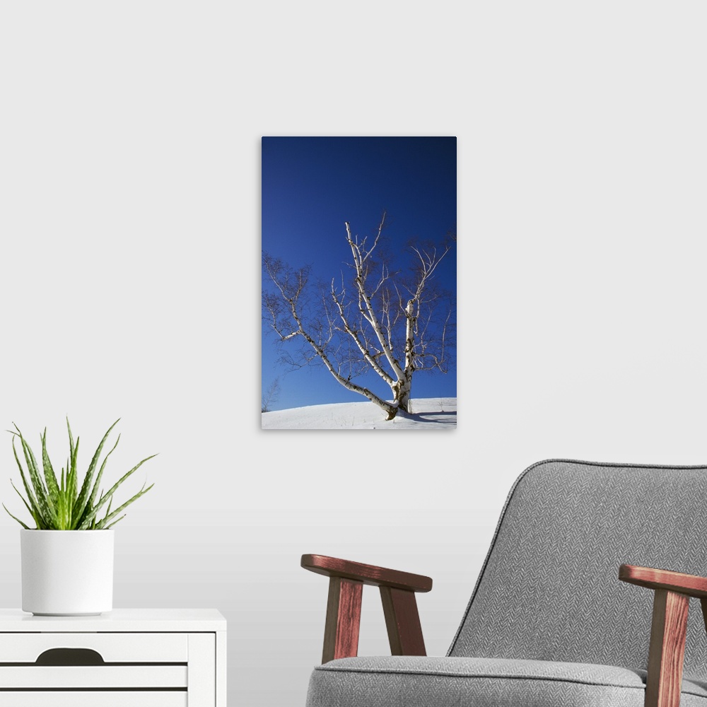 A modern room featuring Bare white birch tree (Betula papyrifera) in snow, clear blue sky, New York
