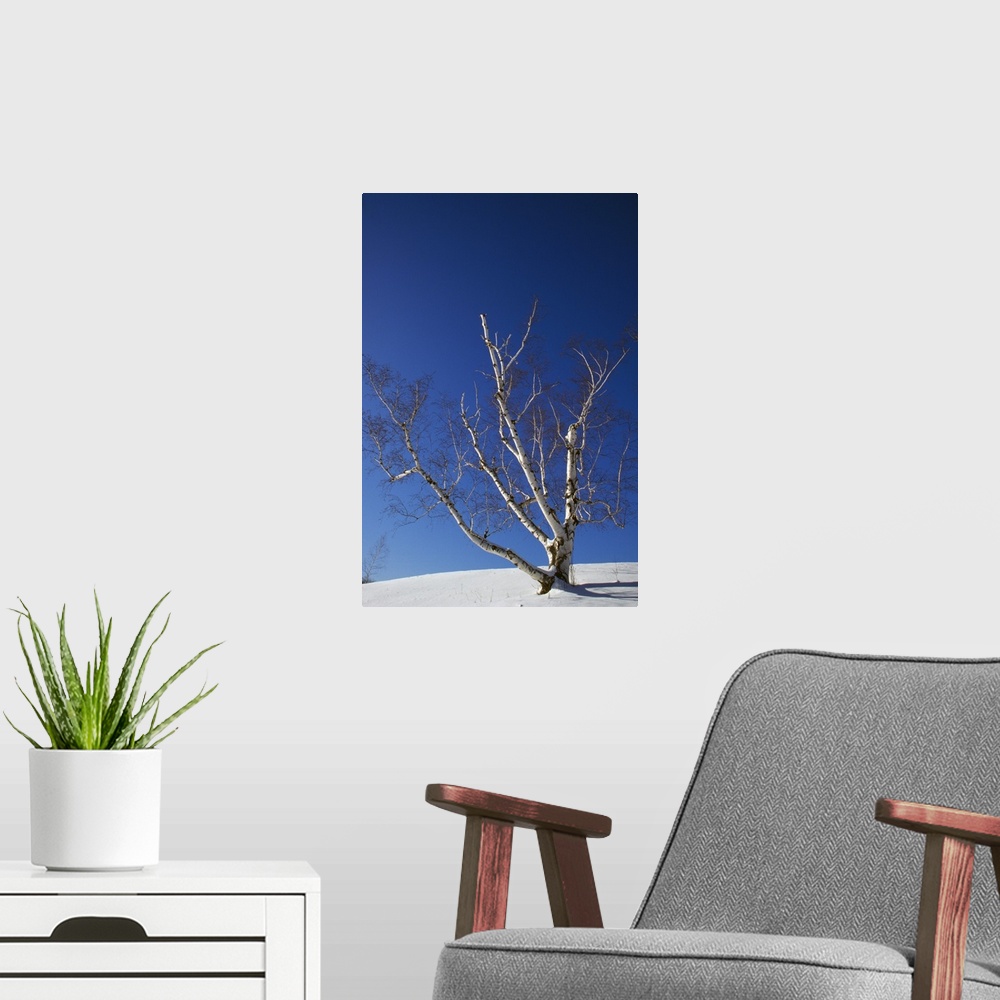 A modern room featuring Bare white birch tree (Betula papyrifera) in snow, clear blue sky, New York