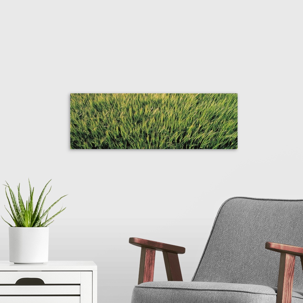 A modern room featuring Barley Field Scotland