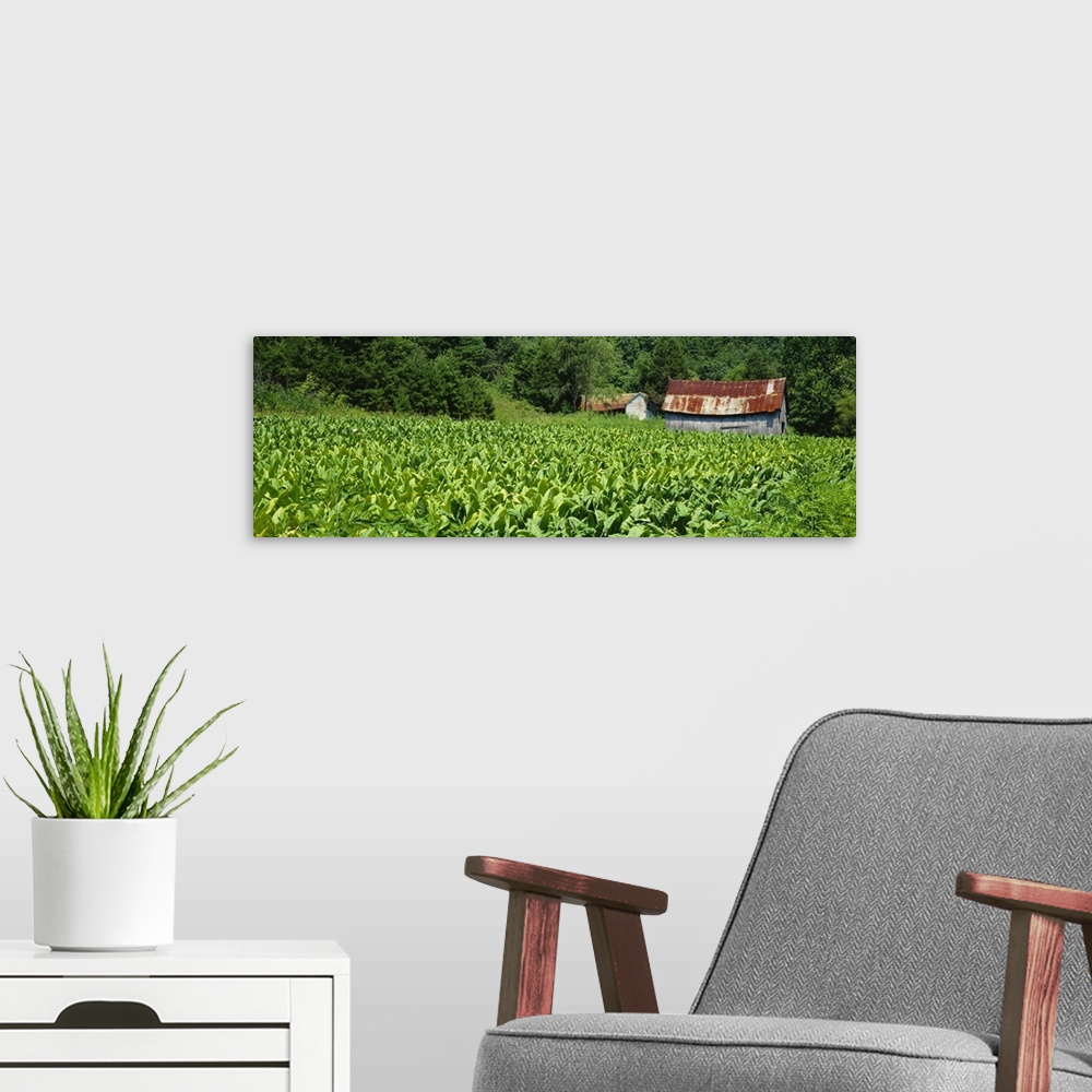 A modern room featuring Barn in a tobacco field, Kentucky
