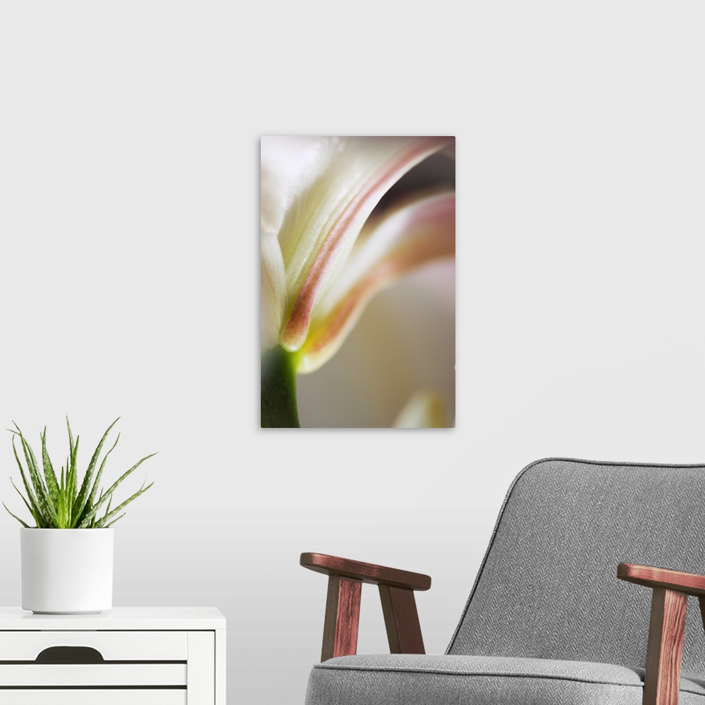 A modern room featuring Base of stargazer lily blossom and stem, detail.