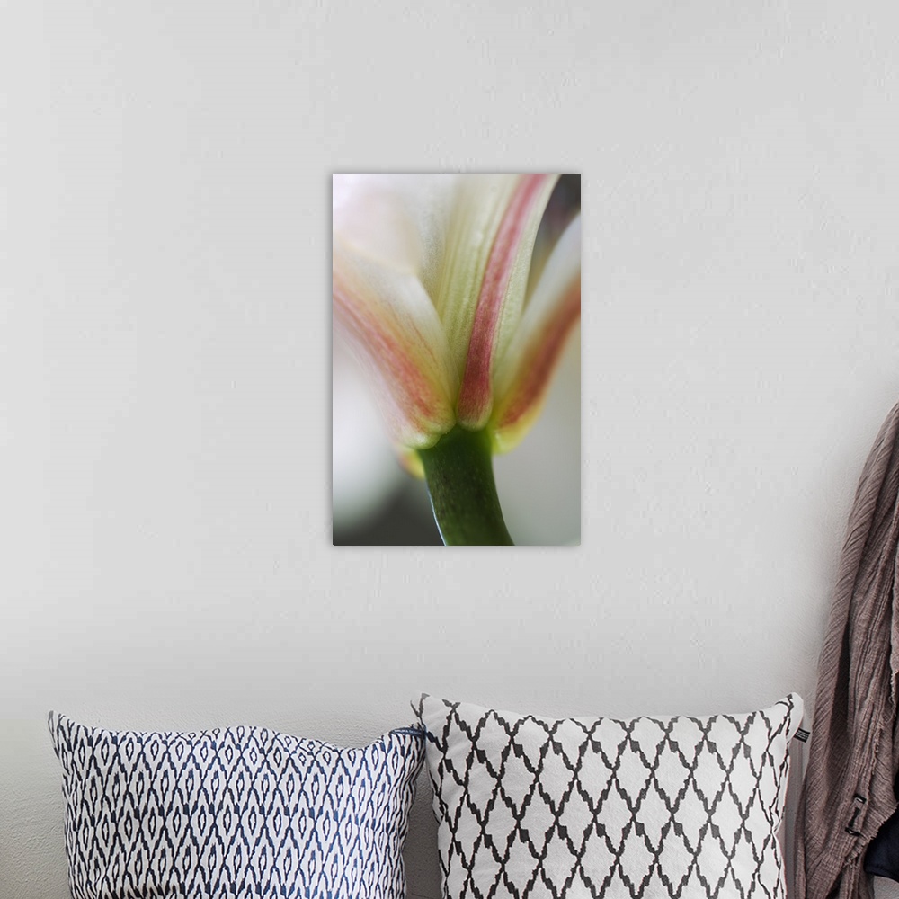 A bohemian room featuring Base of stargazer lily blossom and stem, detail.