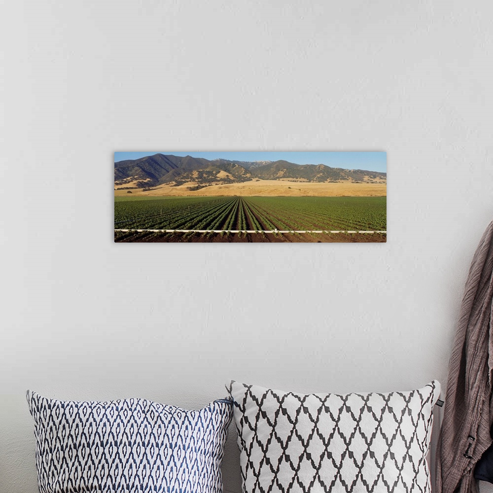 A bohemian room featuring Bean Field Salinas Valley CA