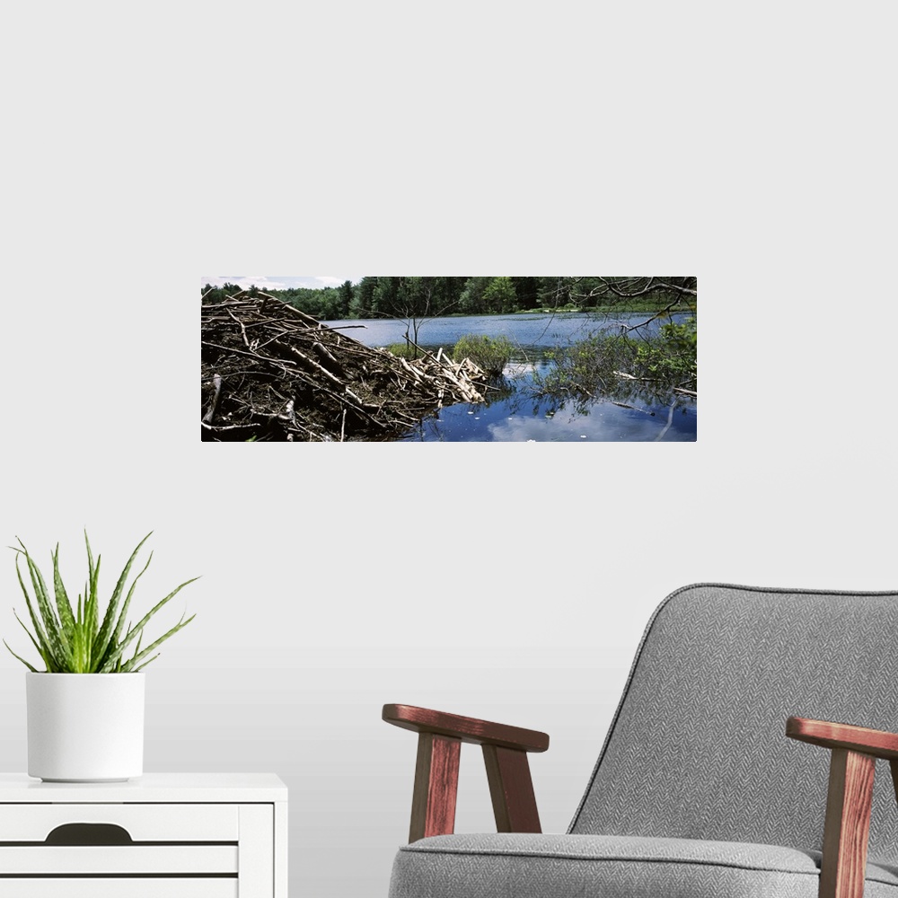 A modern room featuring Beaver nest at a pond Beaver Pond Hubbardston Worcester County Massachusetts