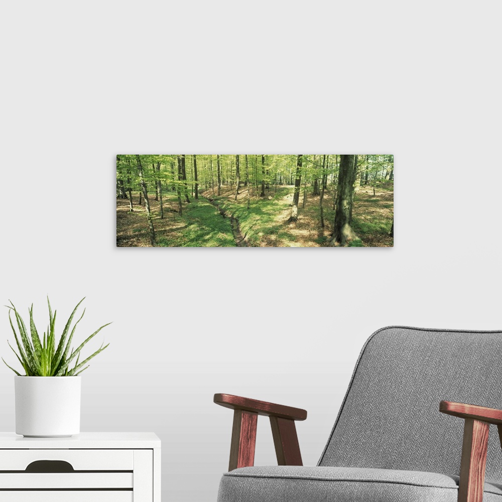 A modern room featuring Beech Forest