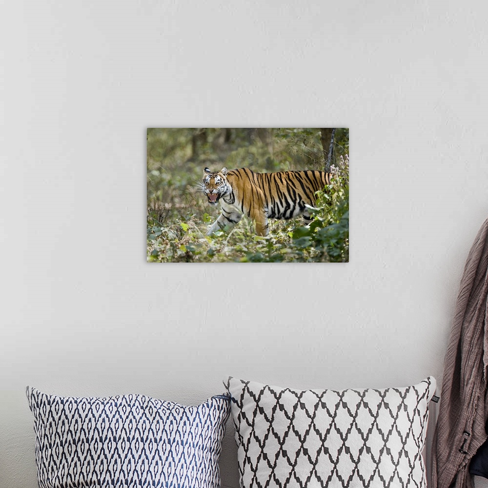 A bohemian room featuring Bengal Tiger Panthera tigris tigris in a forest Bandhavgarh National Park Umaria District Madhya ...