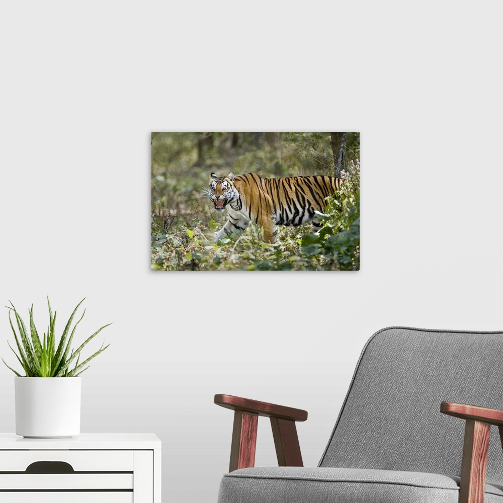 A modern room featuring Bengal Tiger Panthera tigris tigris in a forest Bandhavgarh National Park Umaria District Madhya ...