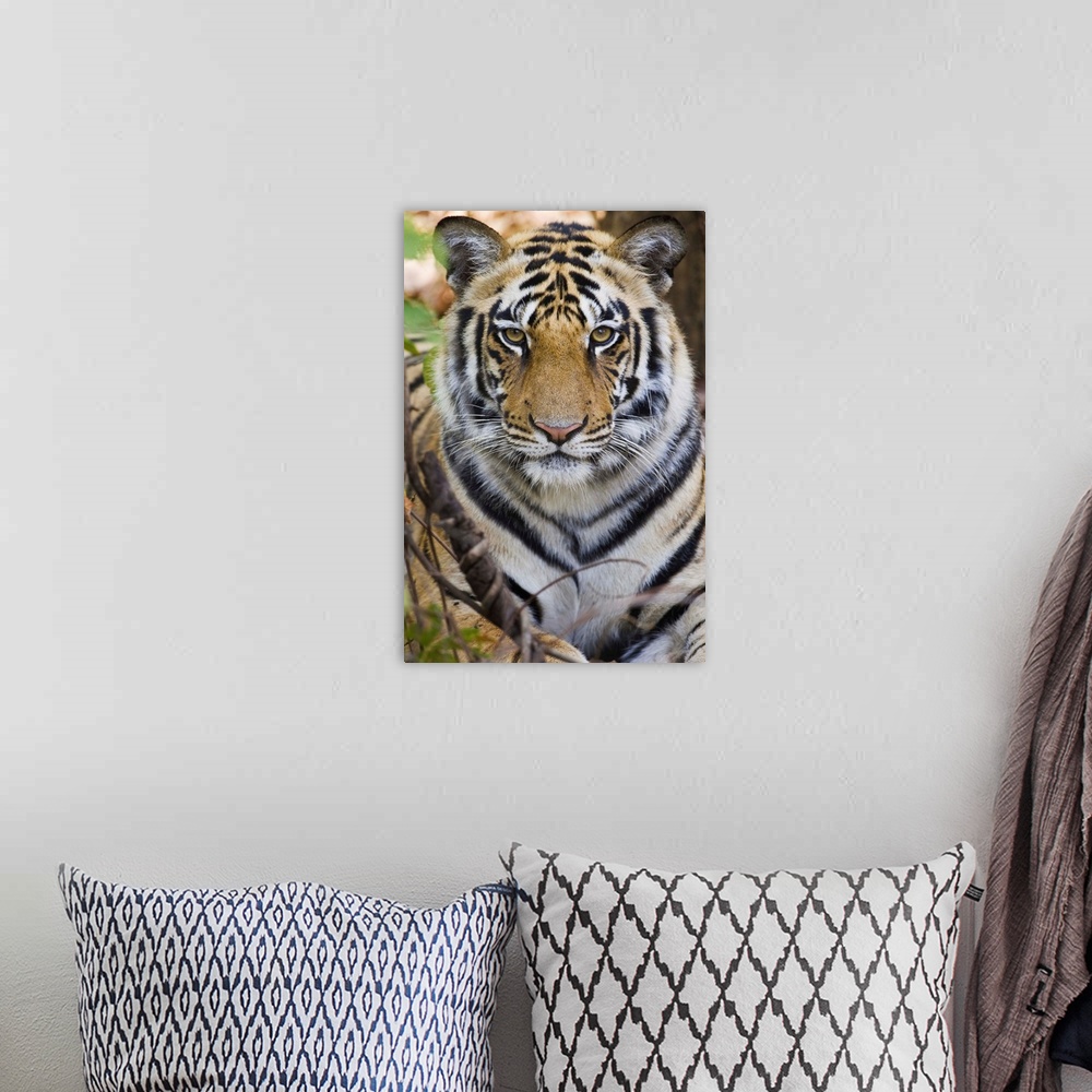 A bohemian room featuring Bengal tiger (Panthera tigris tigris) in a forest, India