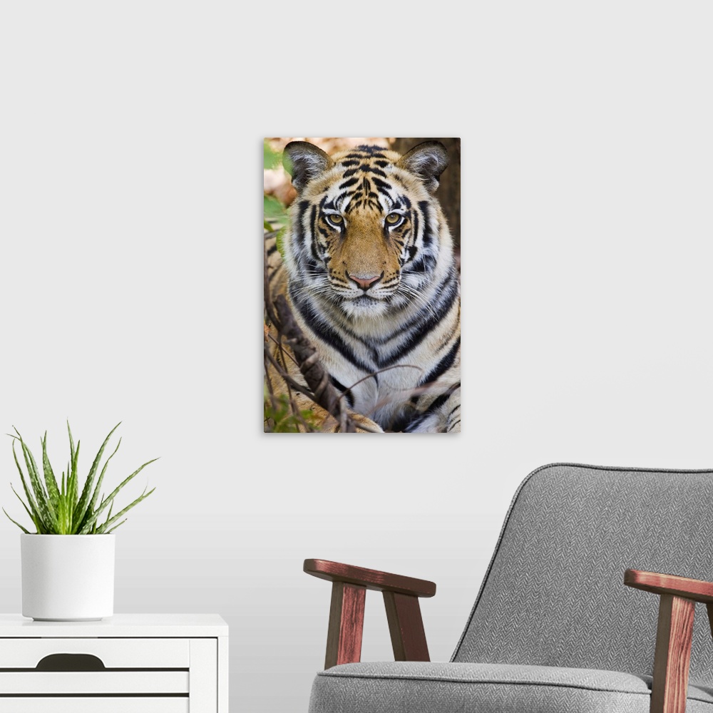 A modern room featuring Bengal tiger (Panthera tigris tigris) in a forest, India