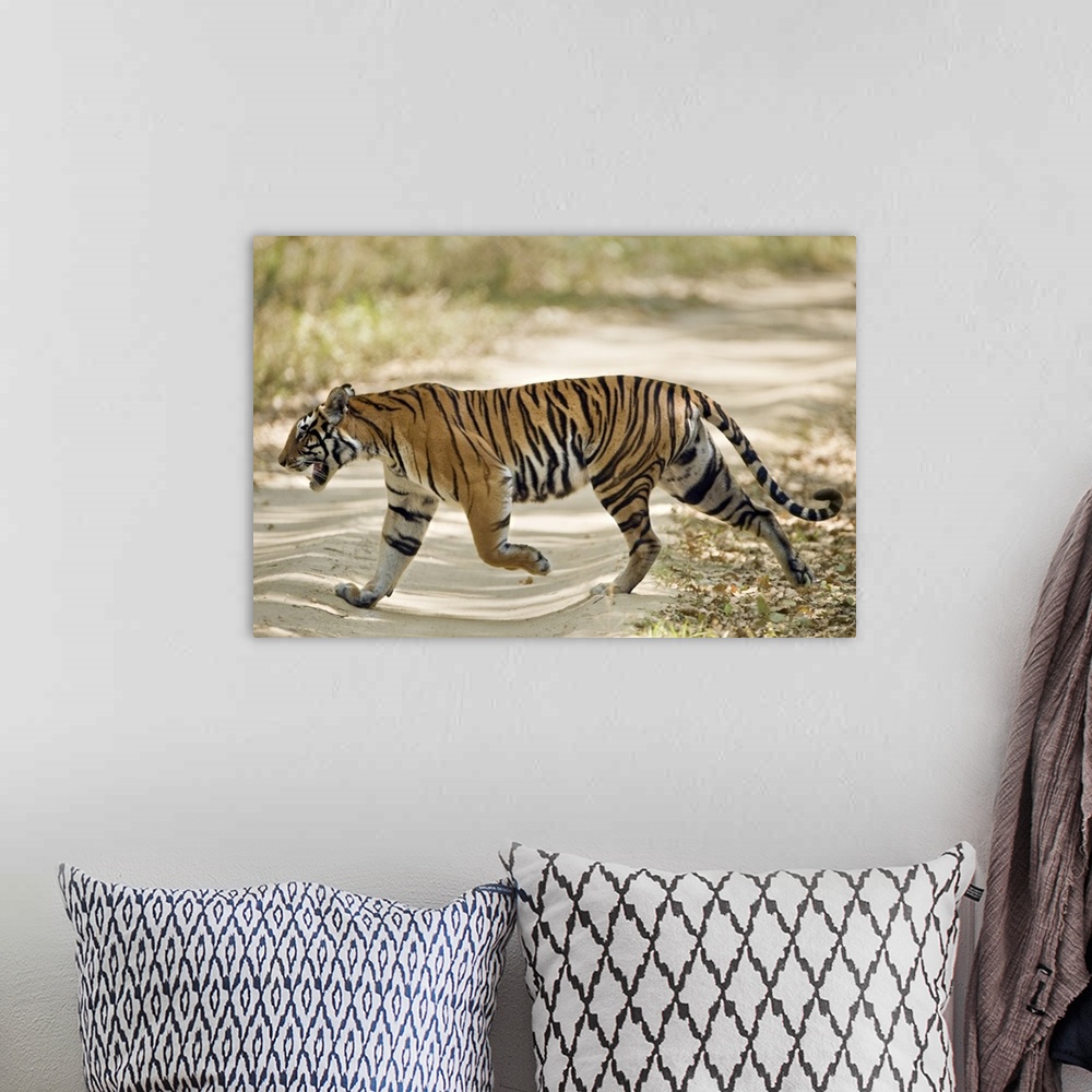 A bohemian room featuring Bengal Tiger Panthera tigris tigris walking in a forest Bandhavgarh National Park Umaria District...