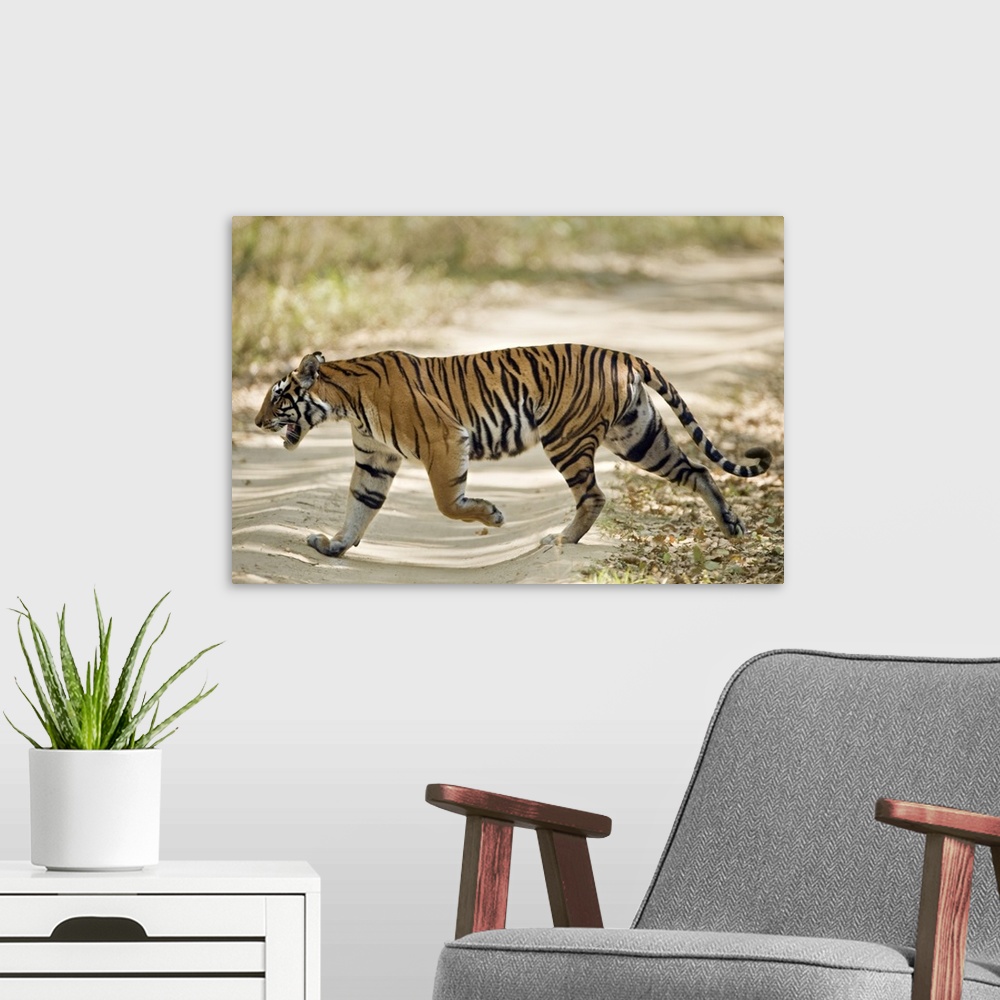 A modern room featuring Bengal Tiger Panthera tigris tigris walking in a forest Bandhavgarh National Park Umaria District...