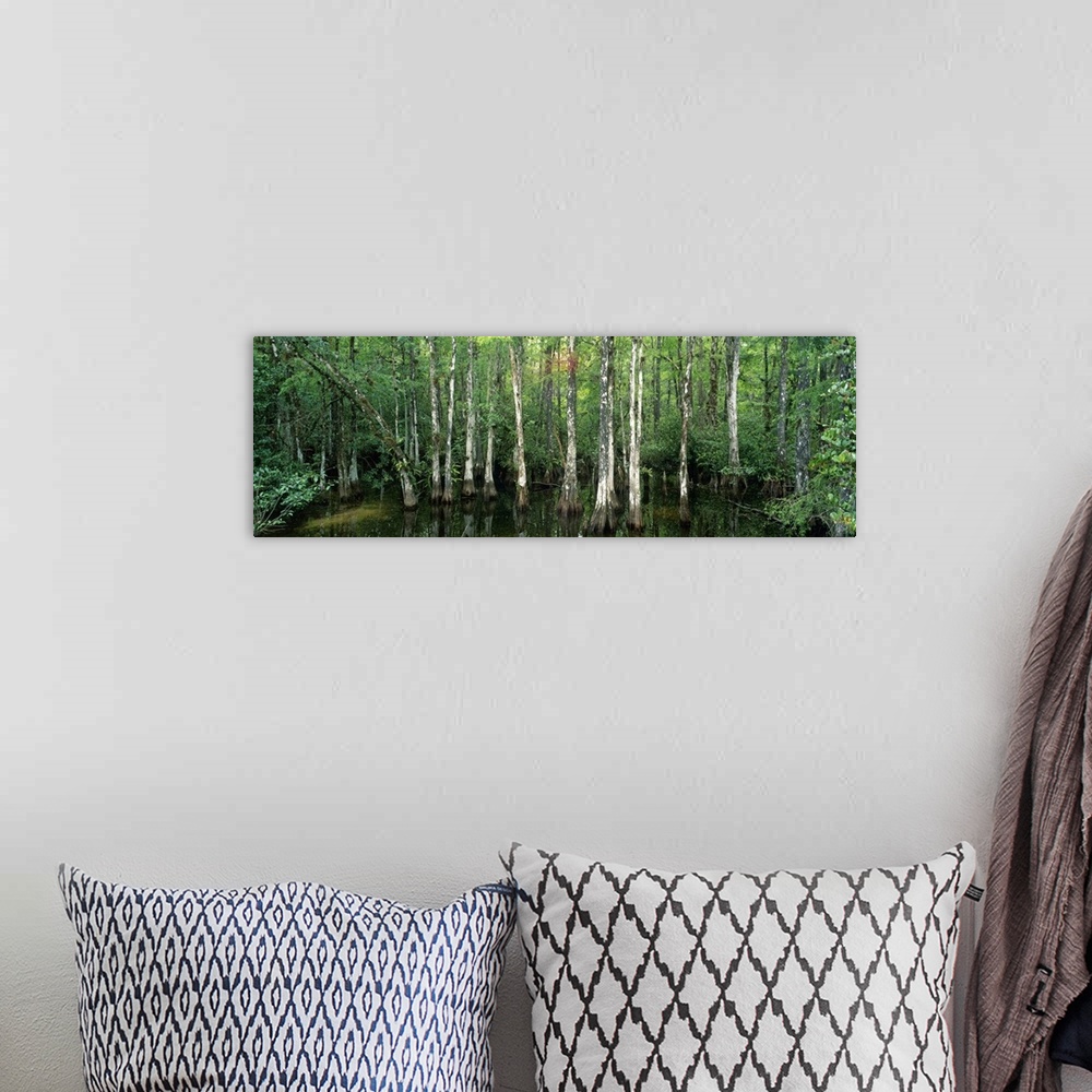 A bohemian room featuring Big Cypress Nature Preserve FL