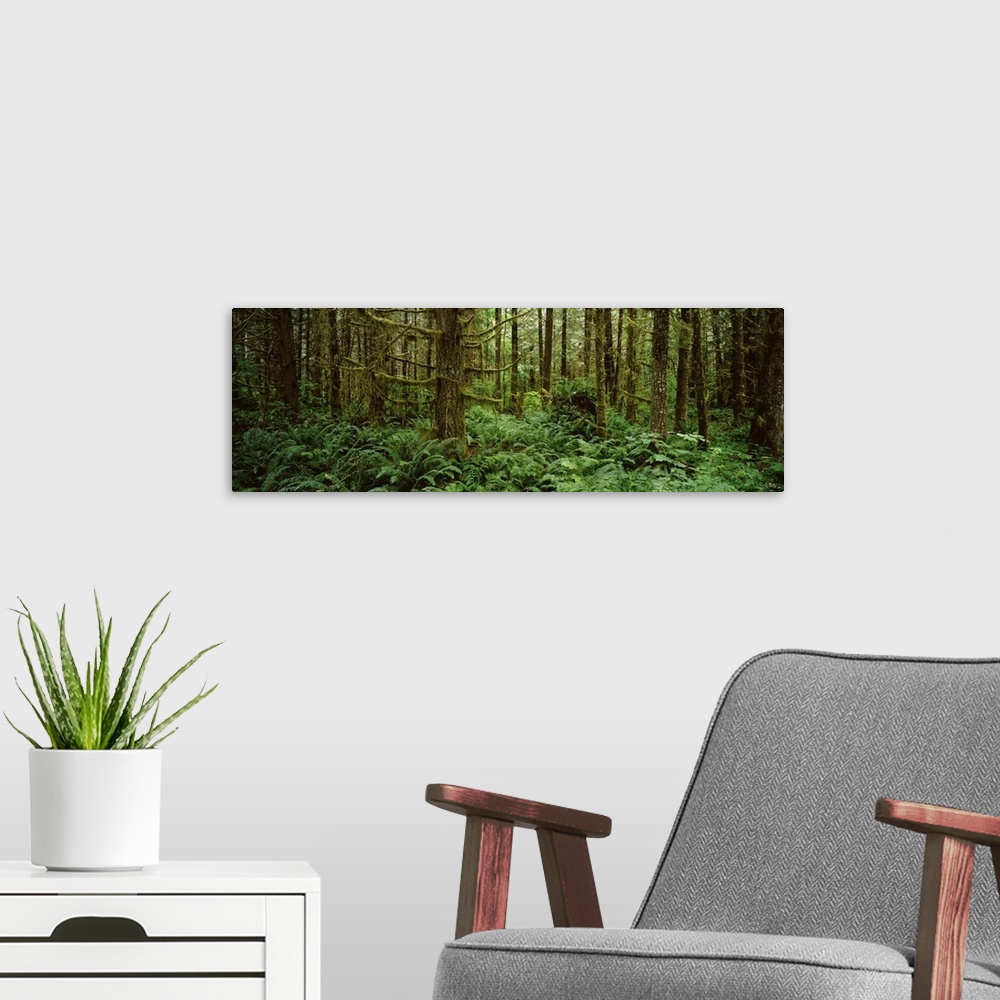 A modern room featuring Bigleaf maple trees in a forest, Temperate Rainforest, Mt St. Helens National Volcanic Monument, ...
