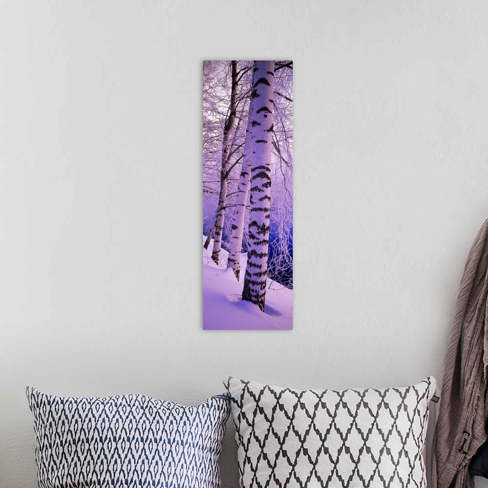 A bohemian room featuring Oversized, vertical photograph of several tall birch trees with snow covered branches, in a snow ...