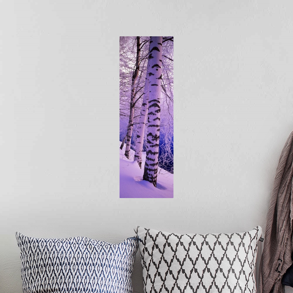 A bohemian room featuring Oversized, vertical photograph of several tall birch trees with snow covered branches, in a snow ...