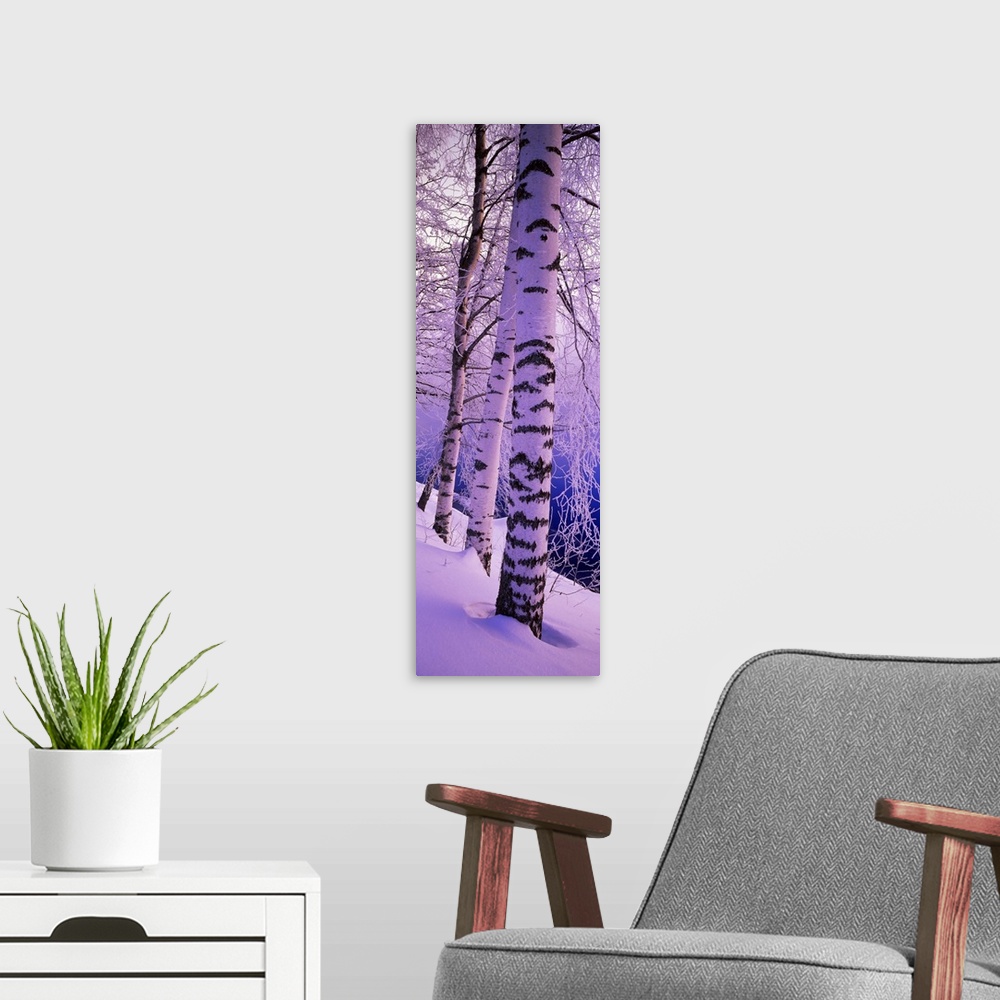 A modern room featuring Oversized, vertical photograph of several tall birch trees with snow covered branches, in a snow ...