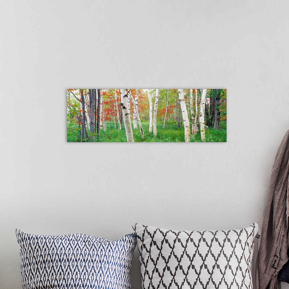 A bohemian room featuring Panoramic photograph shows a forest composed of scattered trees and tall grass on a sunny day.