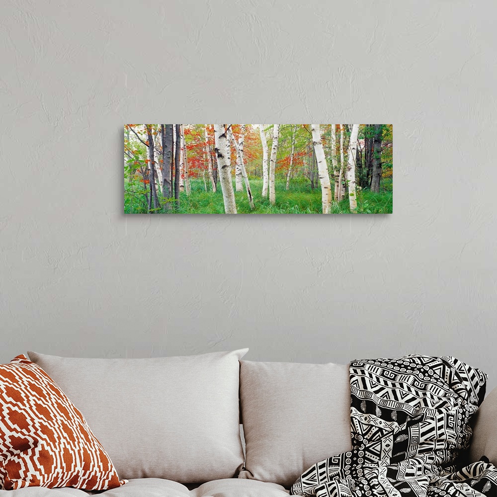 A bohemian room featuring Panoramic photograph shows a forest composed of scattered trees and tall grass on a sunny day.