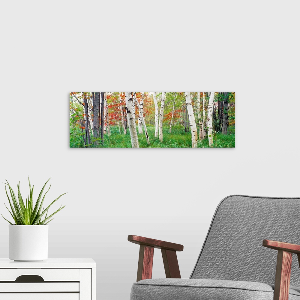 A modern room featuring Panoramic photograph shows a forest composed of scattered trees and tall grass on a sunny day.