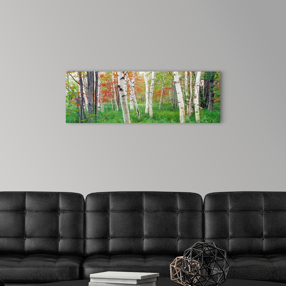 A modern room featuring Panoramic photograph shows a forest composed of scattered trees and tall grass on a sunny day.