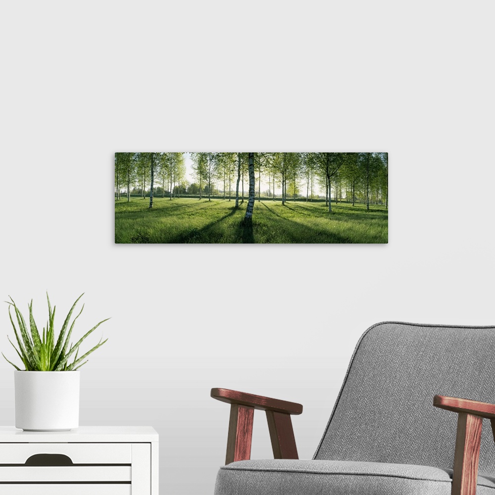 A modern room featuring Birch trees in a forest, Imatra, South Karelia, Southern Finland, Finland